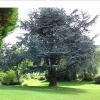 Sad News about the Car Hall Cedar Tree