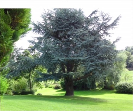Sad News about the Car Hall Cedar Tree