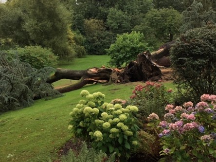Cedar tree 2